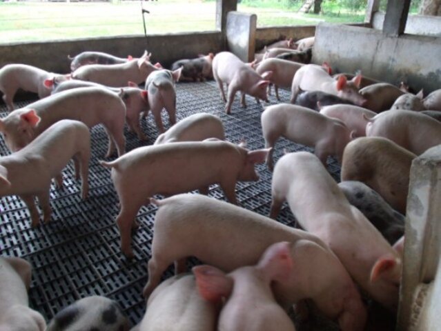 O governo passou a estimular a produção de carne e miúdos de suínos aprovando o benefício fiscal - Gente de Opinião