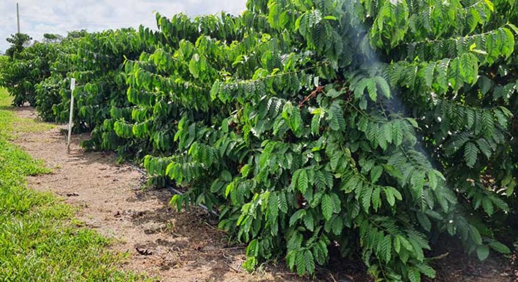 Produção de café em Rondônia tem aumento de 24,1% entre 2021 e 2022 - Gente de Opinião