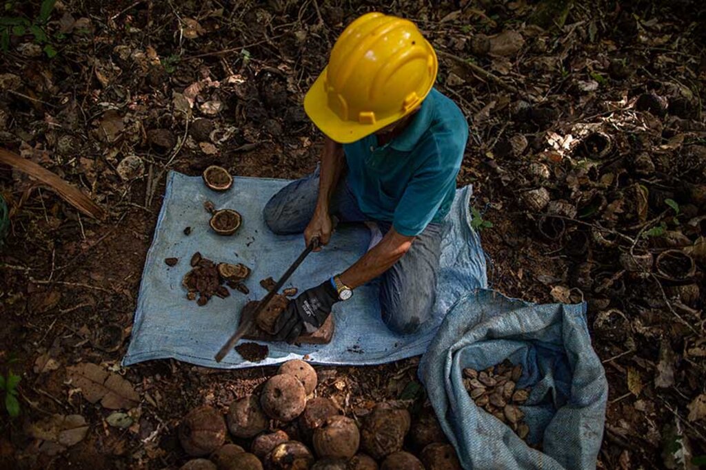 Dia de Campo promove práticas sustentáveis para produção de castanha-da-amazônia - Gente de Opinião
