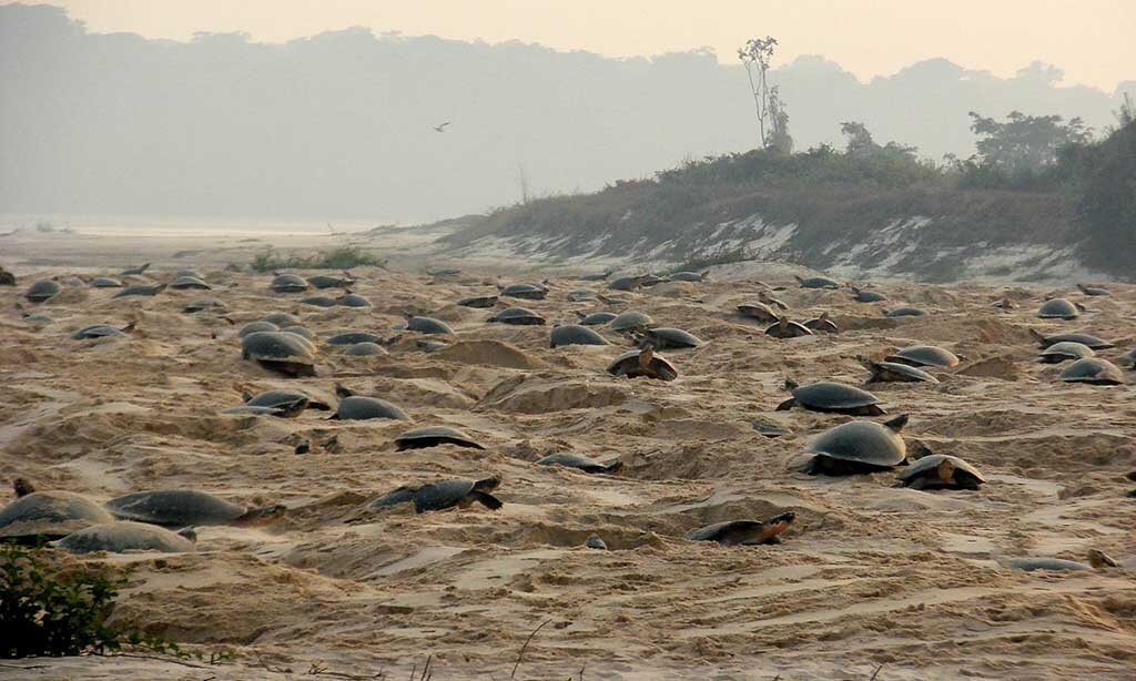 Condições climáticas interferem na desova dos quelônios - Gente de Opinião