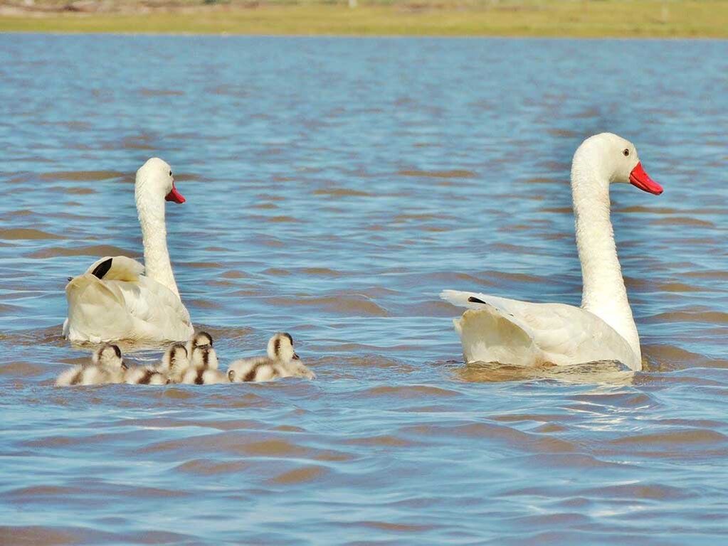 Terceira Margem – Parte DCLIV - Índios Patos e a Lagoa dos Patos - Parte II - Gente de Opinião