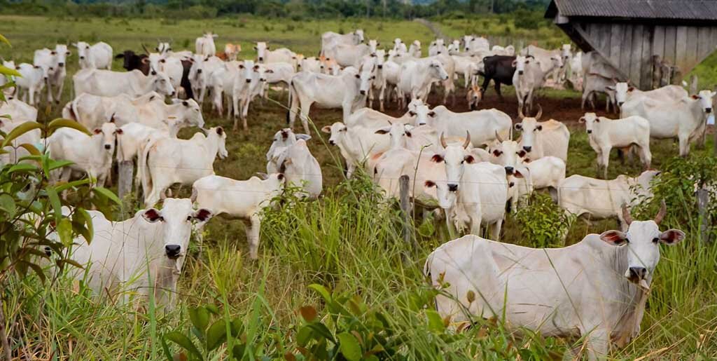 Em 2023, o rebanho bovino saltou de 17,6 milhões para 18,2 milhões de cabeças no pasto - Gente de Opinião