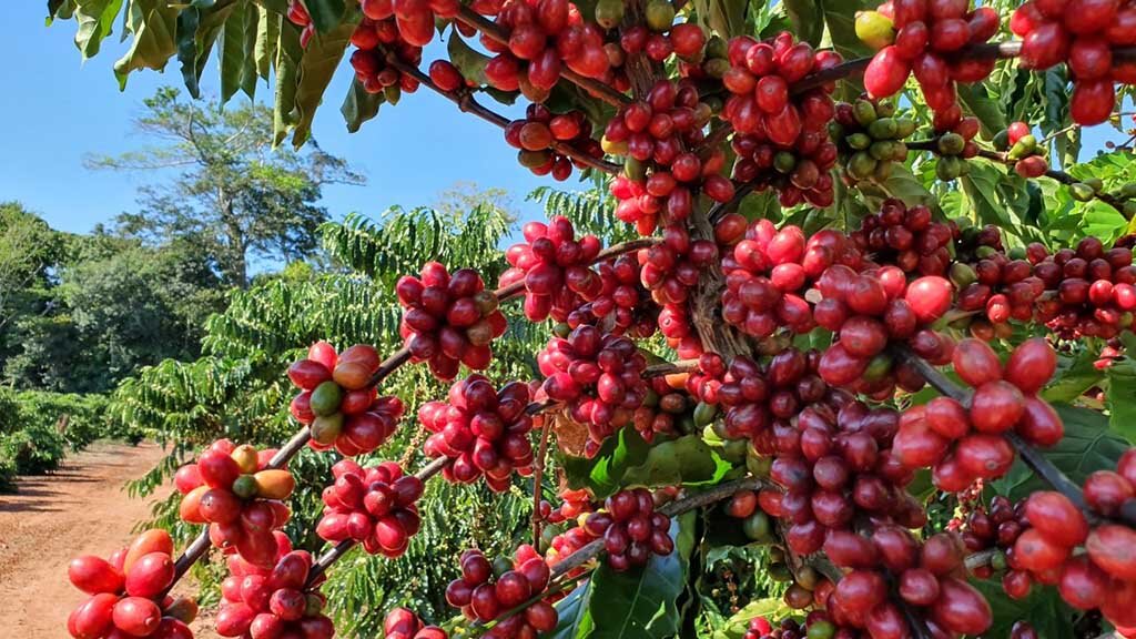 As lavouras de café nos municípios de Cacoal, Nova Brasilândia do Oeste, Alta Floresta do Oeste e Alto Alegre dos Parecis são alternativas para turistas  - Gente de Opinião