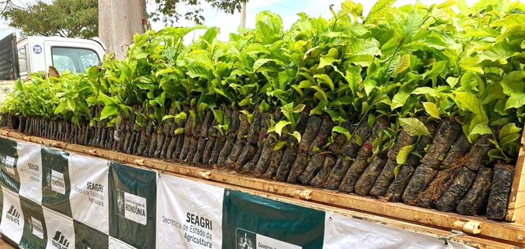 O café clonal é uma cultura altamente produtiva e de grande valor econômico (Foto: Ian Machado I Assessoria parlamentar) - Gente de Opinião