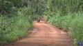 Porto Velho: acesso ao ramal Maravilha corre risco de desbarrancamento