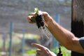 Qualidade de mudas é destacada como fator determinante para o potencial do café cultivado em Rondônia