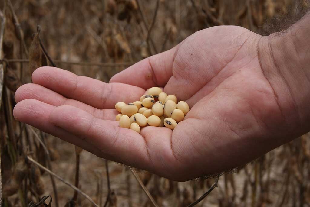 Dia de campo apresenta novas cultivares de soja para Rondônia - Gente de Opinião