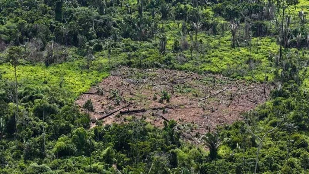 Clareira na Terra Indígena Karipuna afetou a coleta de castanha e açaí da comunidade local. Divulgação/Apoika - Gente de Opinião