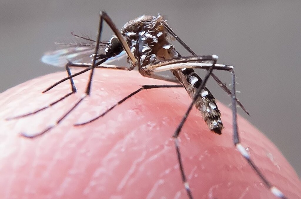 Rondônia: 771 escolas públicas participam de mobilização nacional contra a dengue - Gente de Opinião