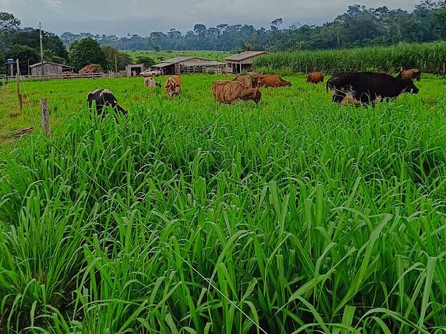 A gestão da propriedade e o manejo do rebanho são essenciais à sustentabilidade e o sucesso da produção leiteira - Gente de Opinião