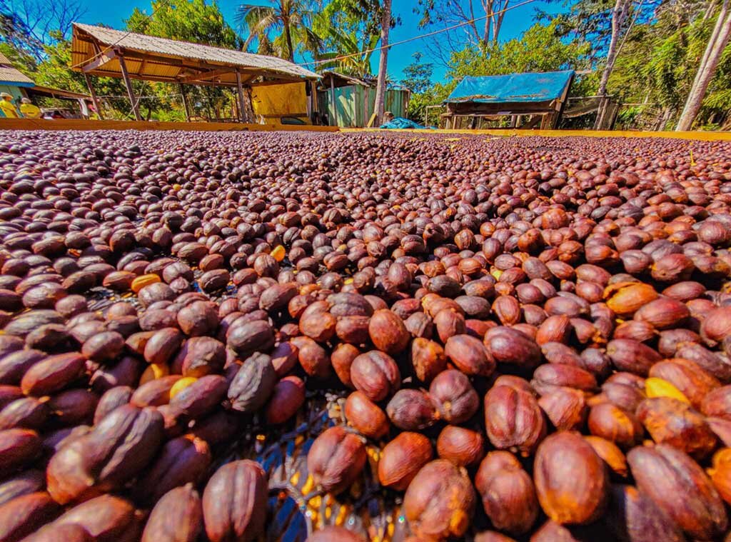 Os incentivos proporcionaram um aumento significativo na produção e na abertura de novos mercados para o café de Rondônia - Gente de Opinião