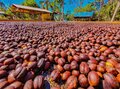 Rondônia trabalha para novo recorde de produção de café em 2024