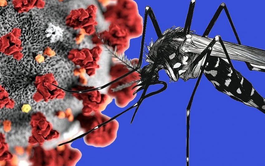 Dengue ou Covid - Semelhanças entre os sintomas podem confundir diagnóstico