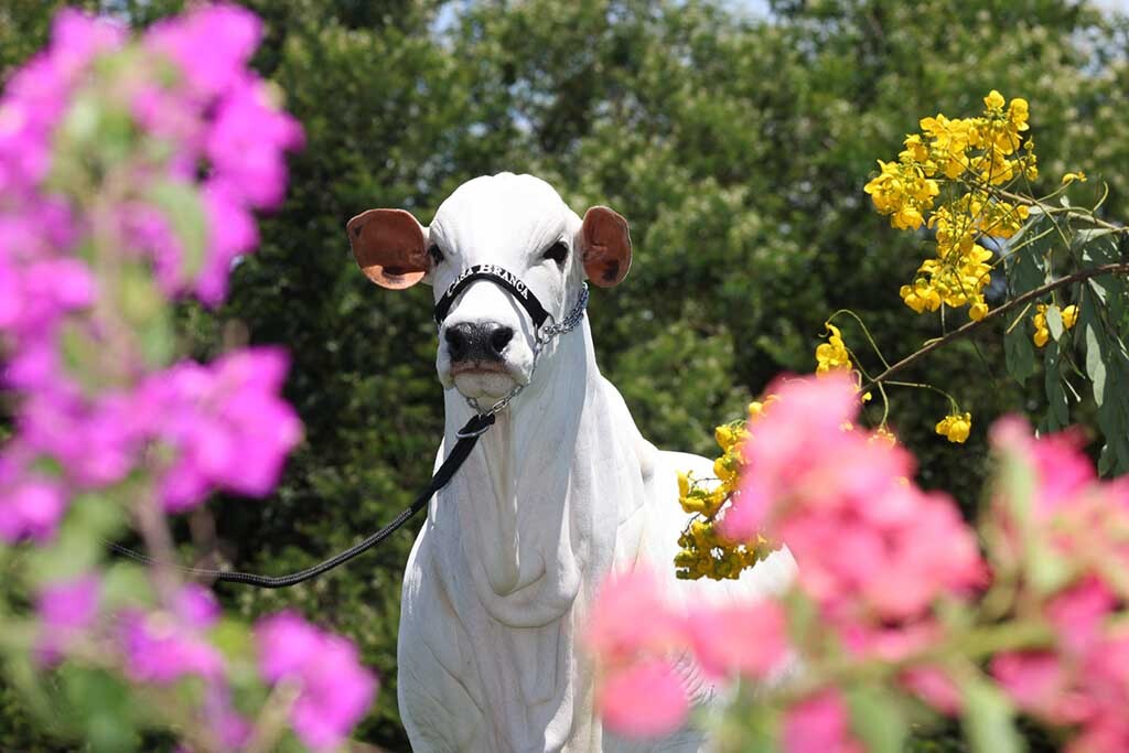 Casa Branca Agropastoril apresenta bezerras de importantes doadoras Nelore em leilões especiais - Gente de Opinião