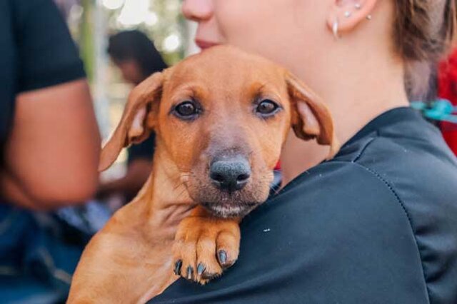 O novo serviço oferta atendimento veterinário gratuito 24 horas para cães e gatos - Gente de Opinião