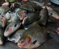 Piscicultura avança na produção de peixes nativos com investimentos realizados pelo Governo de RO