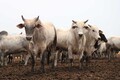 Com maior rebanho do Estado, Porto Velho contribui para exportação da carne bovina de Rondônia