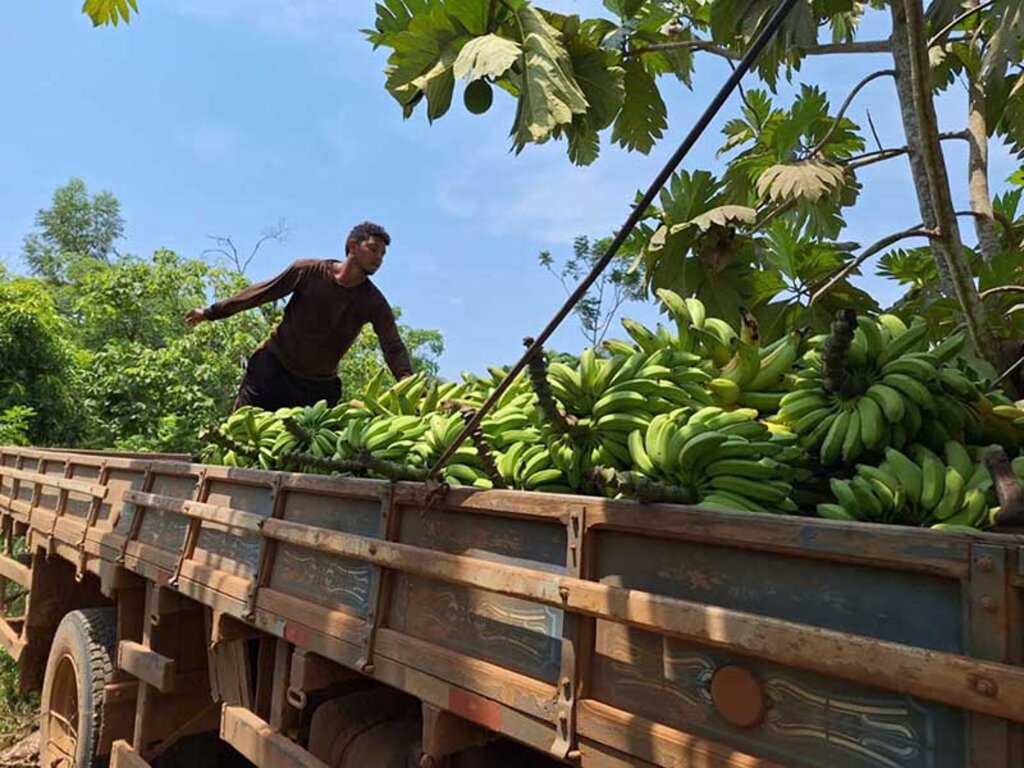 Porto Velho está liderando a produção de bananas nas últimas duas safras - Gente de Opinião