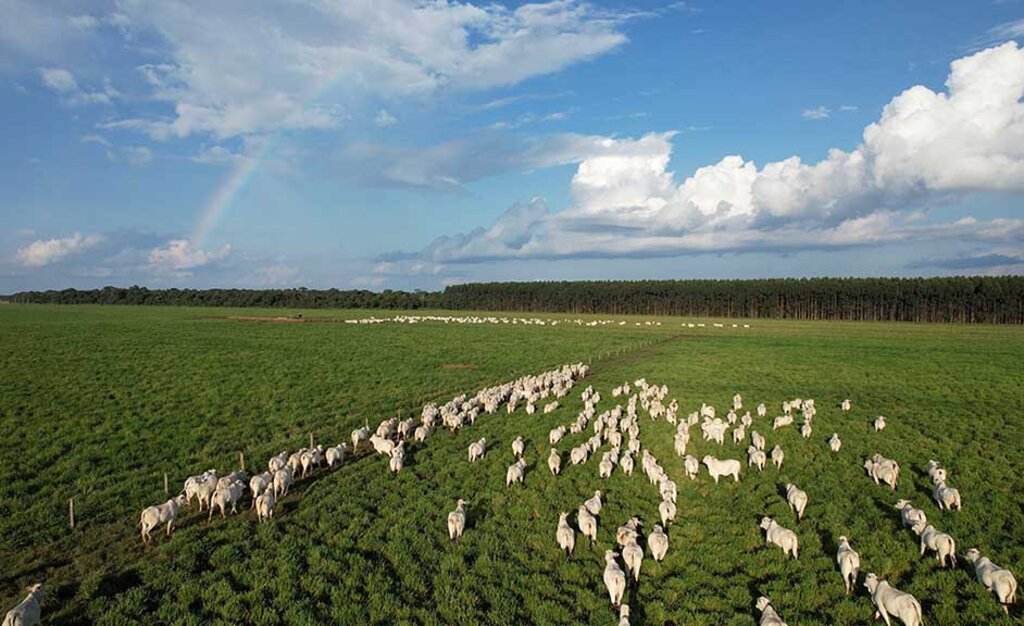  Gestão e tecnologia: os segredos para tornar a pecuária tão rentável quanto a agricultura - Gente de Opinião