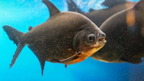 O início do fim: novo estudo alerta sobre o declínio do cultivo de peixes na Amazônia 