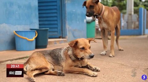 Castra + RO fará castração de 9 mil cães e gatos em Rondônia