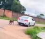 Deputada Ieda Chaves aciona autoridades após vídeo de maus-tratos a cachorro em Porto Velho