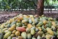 Cacau de Rondônia: ações do Governo de RO impulsionam o crescimento do estado no setor 