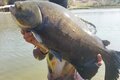 Tecnologia e Sustentabilidade na Piscicultura: Destaques do Festival de Peixes