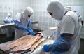 Indústria de Rondônia recebe certificação e amplia mercado de peixes para todo o Brasil