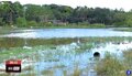 Professora da Unir alerta para riscos no consumo de peixes capturados em igarapés