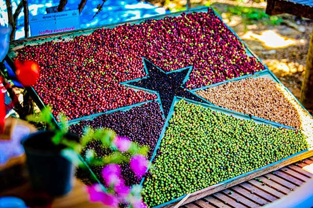 Governo de RO celebra Dia Mundial do Café com avanços, valorização e ações para produtor  - Gente de Opinião