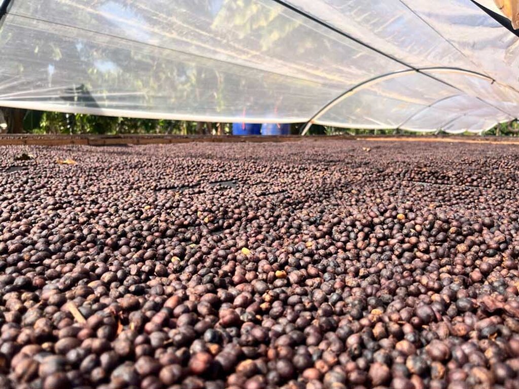 Governo de RO celebra Dia Mundial do Café com avanços, valorização e ações para produtor  - Gente de Opinião