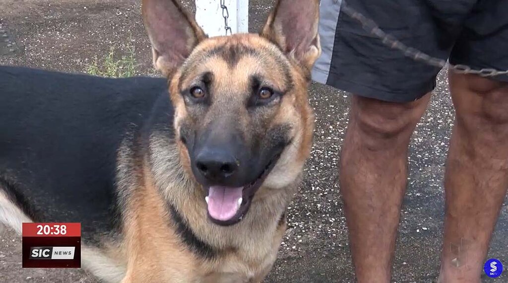 Cerca de 28 mil animais são cadastrados na plataforma do governo federal para cães e gatos - Gente de Opinião
