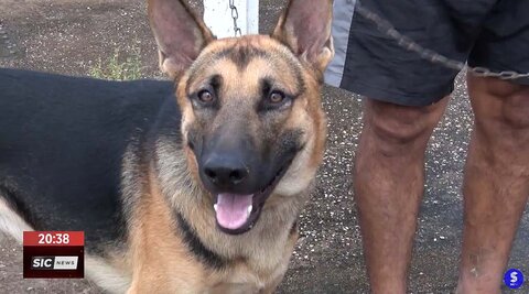 Cerca de 28 mil animais são cadastrados na plataforma do governo federal para cães e gatos