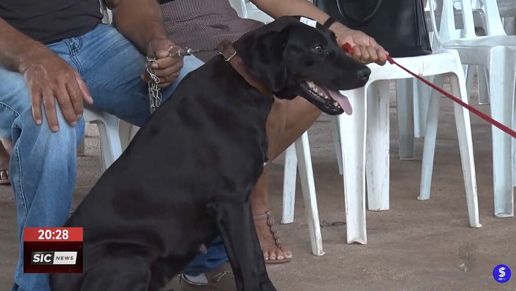 Castra+ já castrou 4,2 mil animais somente em Porto Velho - Gente de Opinião