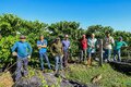 O Agro em boas mãos: produção de café dobra e realiza sonhos em Nova Brasilândia do Oeste