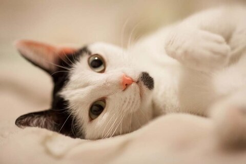 Qual é a melhor forma de cuidar da higiene e conforto do seu gato em casa?