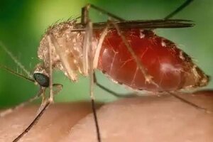 Febre do oropouche: MPF acompanha medidas de prevenção e combate em Rondônia - Gente de Opinião