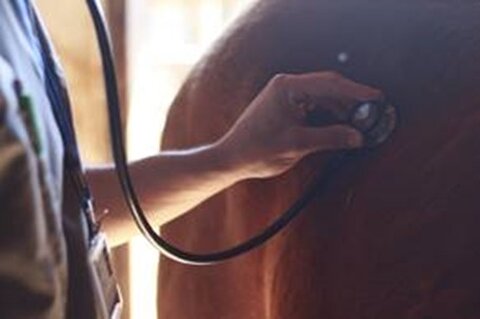 DMSO na saúde dos cavalos: molécula versátil para uso em diversas afecções