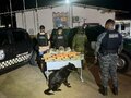 Forças de segurança pública apreendem grande quantidade de drogas em operação