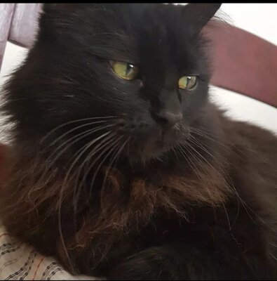 Amor peludo 