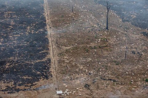 Amazônia perde 2.090 km² de floresta nos seis primeiros meses de 2025 