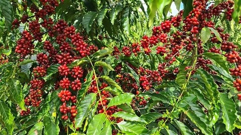 Da muda à exportação: Rondônia possui lavouras de café sadias, sustentáveis, premiadas e com recorde de exportação