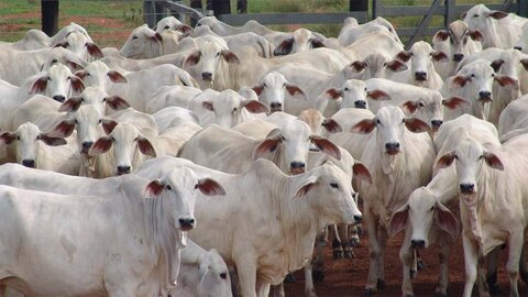 A  APRON destaca exportação de gado vivo e novas estratégias de mercado para a pecuária rondoniense