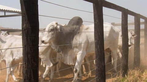 Setor pecuário de Rondônia busca redução de ICMS para fortalecer competitividade