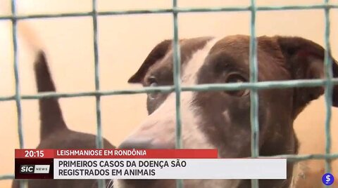 Rondônia registra primeiros casos de Leishmaniose