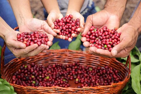 Com premiação recorde, governo de RO entrega mais de R$ 400 mil a cafeicultores no 10º Concafé