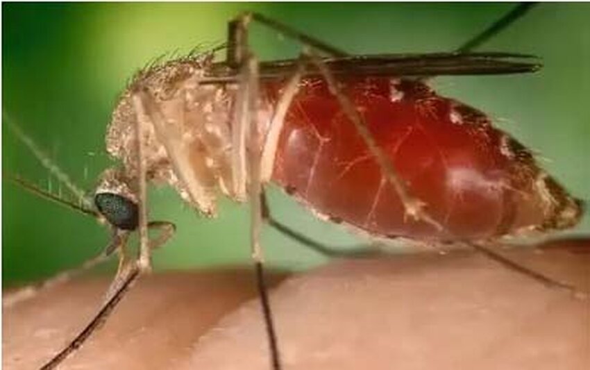 Atuação do MPF contribui para queda expressiva dos casos de febre oropouche em Rondônia