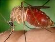 Atuação do MPF contribui para queda expressiva dos casos de febre oropouche em Rondônia