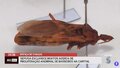 Semusa esclarece boatos acerca de proliferação anormal do inseto barbeiro em Porto Velho